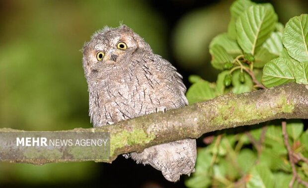 مرغِ حق در زیستگاههای نائین رهاسازی شد+ تصویر