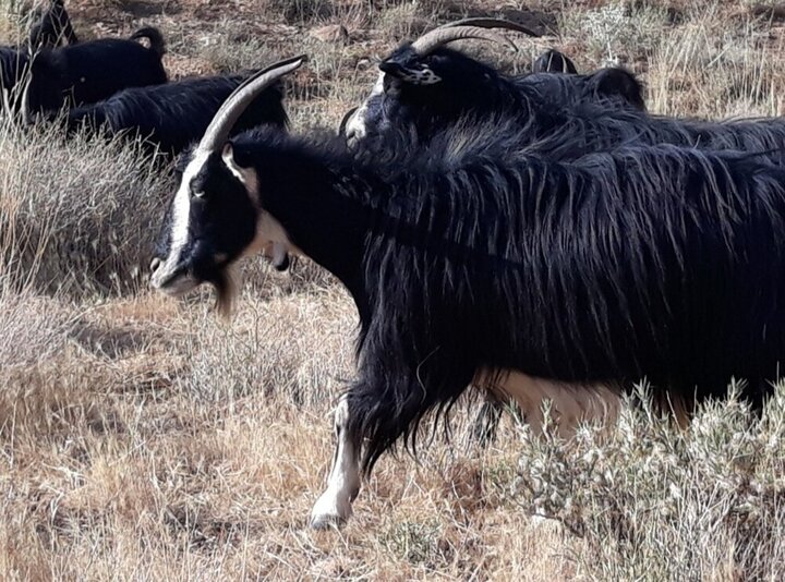 تجربه جدید گردشگری در مهاباد؛ تاریخ و طبیعت در هم آمیخته اند