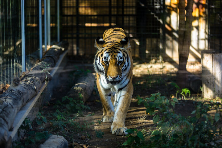 از مرگ پیرترین ببر سیبری ایران تا فداکاری محیطبان سیاهکلی 2