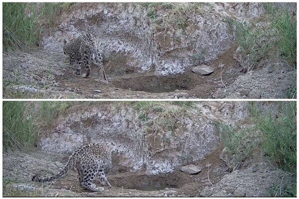 از مرگ پیرترین ببر سیبری ایران تا فداکاری محیطبان سیاهکلی 4