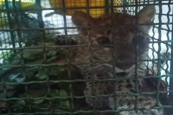 از مرگ پیرترین ببر سیبری ایران تا فداکاری محیطبان سیاهکلی 6