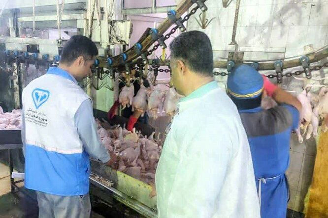 ۴۷۰۰ بازدید بهداشتی دامپزشکی در استان بوشهر انجام شد