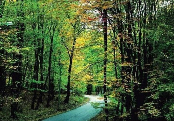 جنگل گلستان؛ گنجینهای بینظیر که به حفاظت جدی نیاز دارد جنگل گلستان؛ گنجینهای بینظیر که به حفاظت جدی نیاز دارد