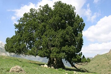 درخت اُرس نماد گیاهی استان البرز شد