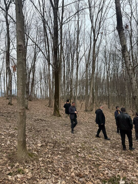 فازبندی جنگل هیرکانی برای فروش! منابع طبیعی ورود کرد