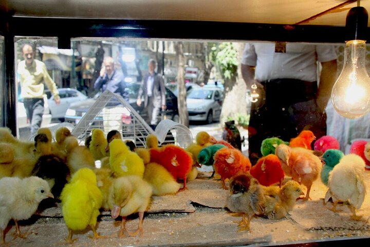 جوجهرنگی؛ سرگرمی بیرحمانه