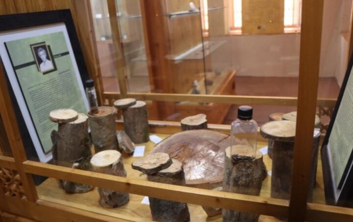 موزهگردی در گیلان؛ بازدید از تنها موزه زنده تا چای ایران موزهگردی در گیلان؛ بازدید از تنها موزه زنده تا چای ایران