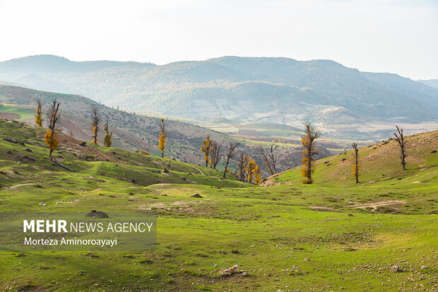 از جزئیات بیمه حیاتوحش تا مصدومیت محیطبان لرستانی