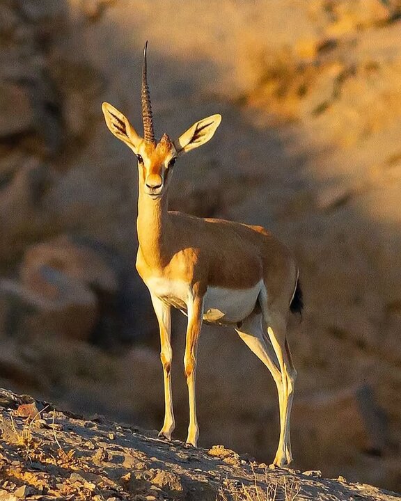 توضیحات محیط زیست هرمزگان درباره آهوی تک شاخ جزایر خلیج فارس