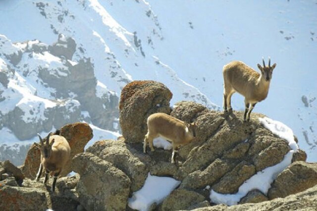 کوسالان و شاهو؛ نگینهای درخشان طبیعت کردستان در کامیاران