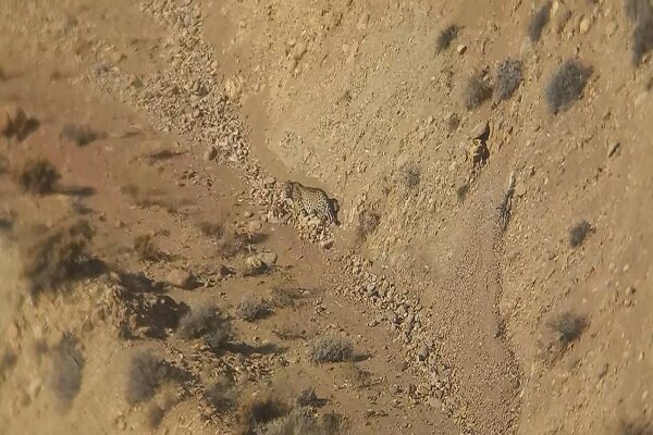 از شناسایی یک قلاده پلنگ در فیروزکوه تا افتتاح ۲۵۲ خانه محیط زیست