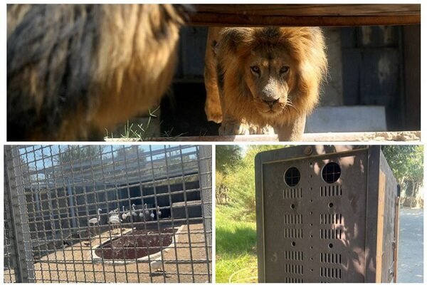 از شناسایی یک قلاده پلنگ در فیروزکوه تا افتتاح ۲۵۲ خانه محیط زیست