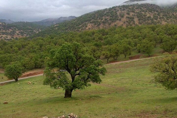 صمغ ایلام؛ گنجینهای در محاصره زخمهای بیکران