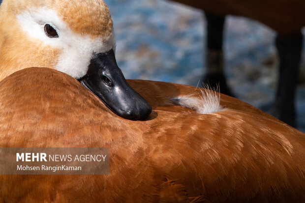 گونه‌های گوناگون پرندگان باغ پرندگان تهران