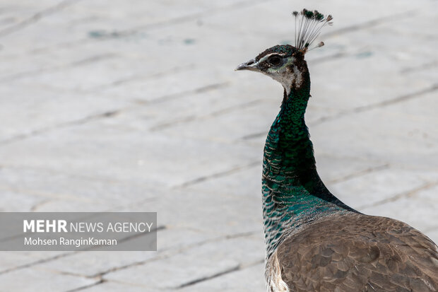 گونه‌های گوناگون پرندگان باغ پرندگان تهران