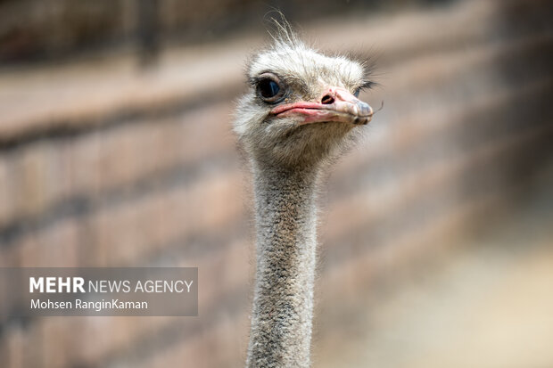 گونه‌های گوناگون پرندگان باغ پرندگان تهران