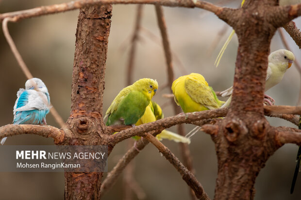 گونه‌های گوناگون پرندگان باغ پرندگان تهران