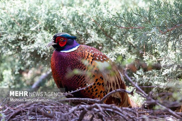گونه‌های گوناگون پرندگان باغ پرندگان تهران