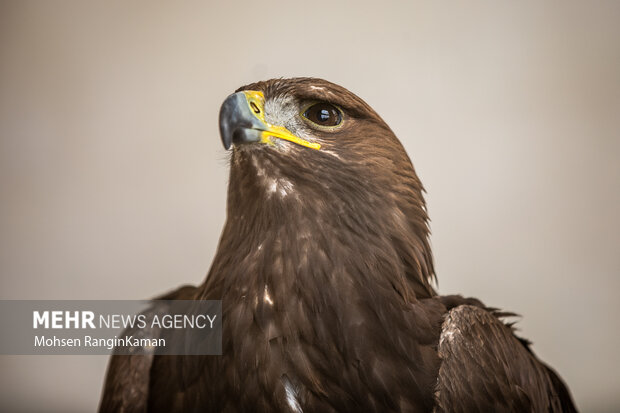 گونه‌های گوناگون پرندگان باغ پرندگان تهران