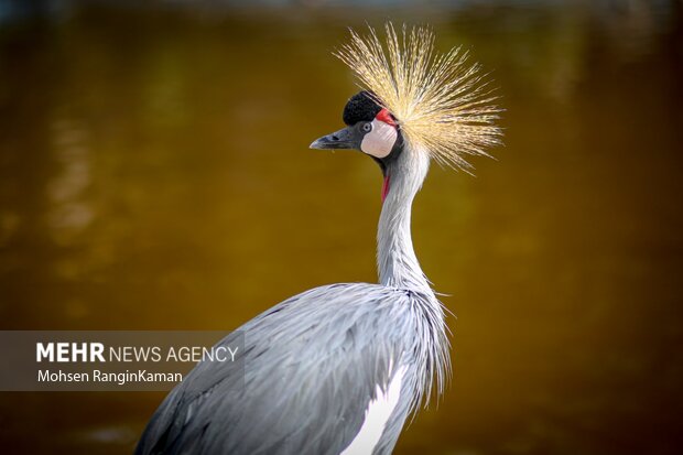 گونه‌های گوناگون پرندگان باغ پرندگان تهران