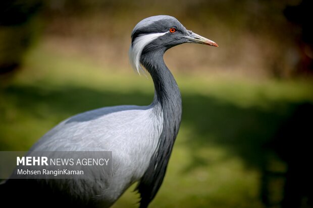 گونه‌های گوناگون پرندگان باغ پرندگان تهران