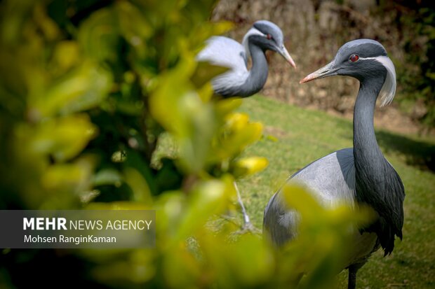 گونه‌های گوناگون پرندگان باغ پرندگان تهران