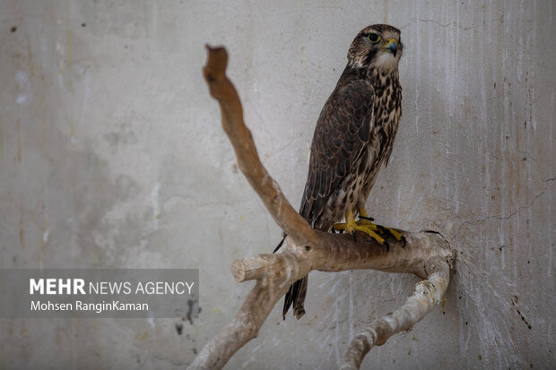 باغ پرندگان تهران