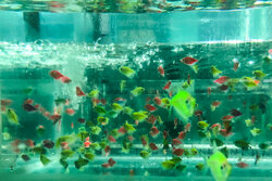 بروجرد قطب تولید ماهیان تزئینی در لرستان