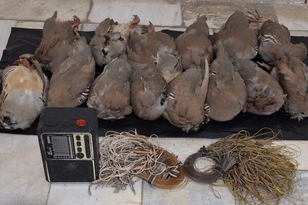 دستگیری شکارچیان متخلف در منطقه شکار ممنوع «کوه سفید»