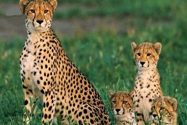 از ایجاد حساب بانکی برای یوزپلنگ ایرانی تا فعالیت بسیج در محیط زیست