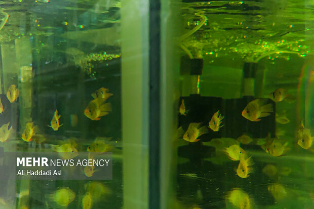 Ornamental fish farming

