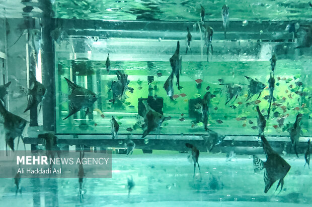 Ornamental fish farming
