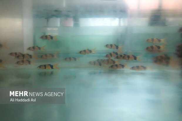 Ornamental fish farming
