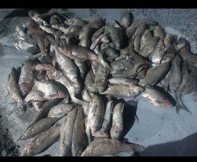 کشف ۳۰۰ کیلوگرم ماهی صیدشده غیرمجاز توسط مرزبانان هنگ مرزی درگز