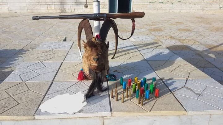 کشف اجزای لاشه بز کوهی از منزل متخلف زیست محیطی در الیگودرز