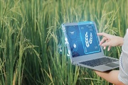 تمرکز دانش بنیان‌ها بر تولید بذور فناورانه و کشاورزی هوشمند دیجیتال