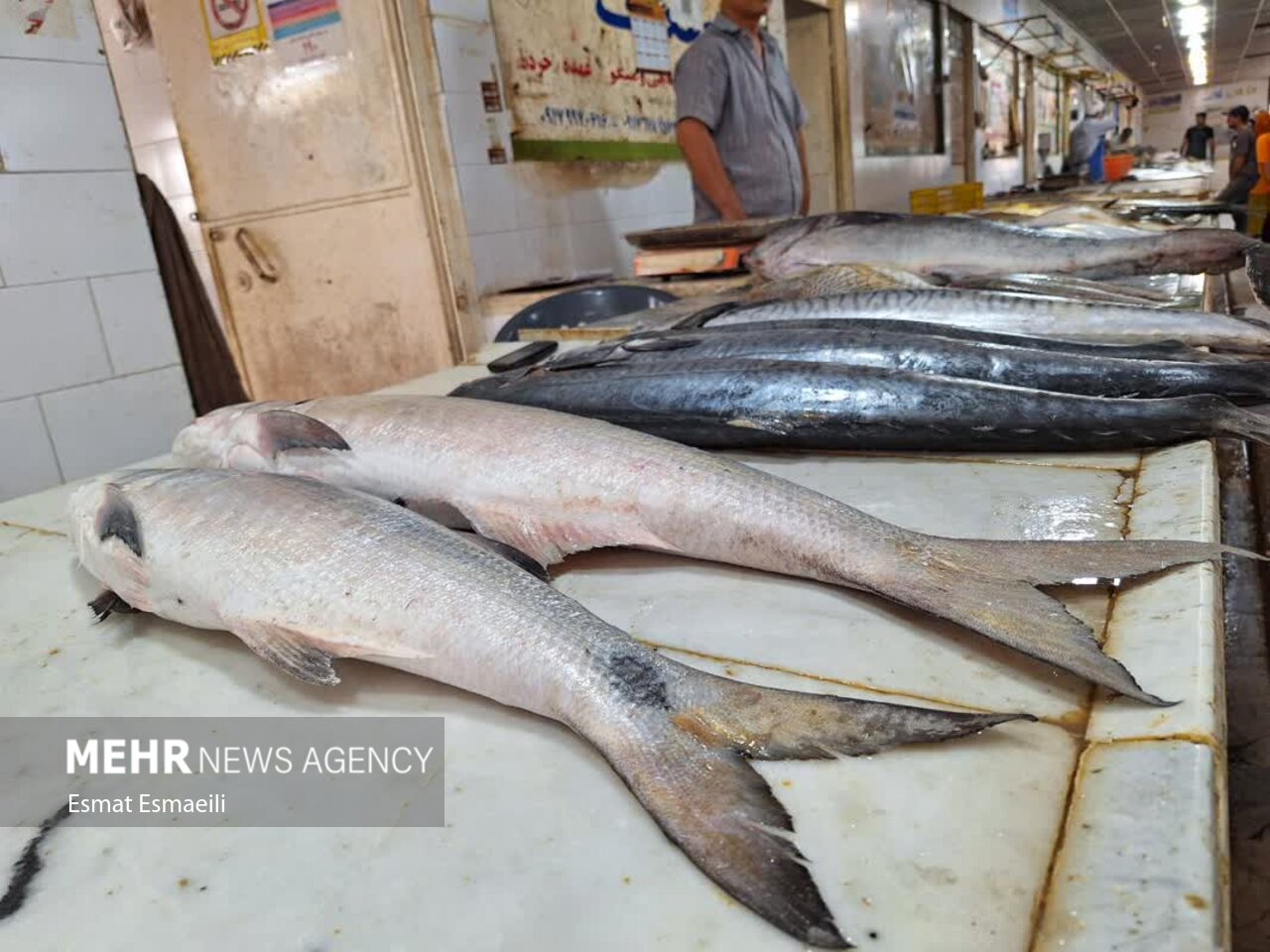 بازار ماهی فروشان گناوه جاذبهای برای گردشگران