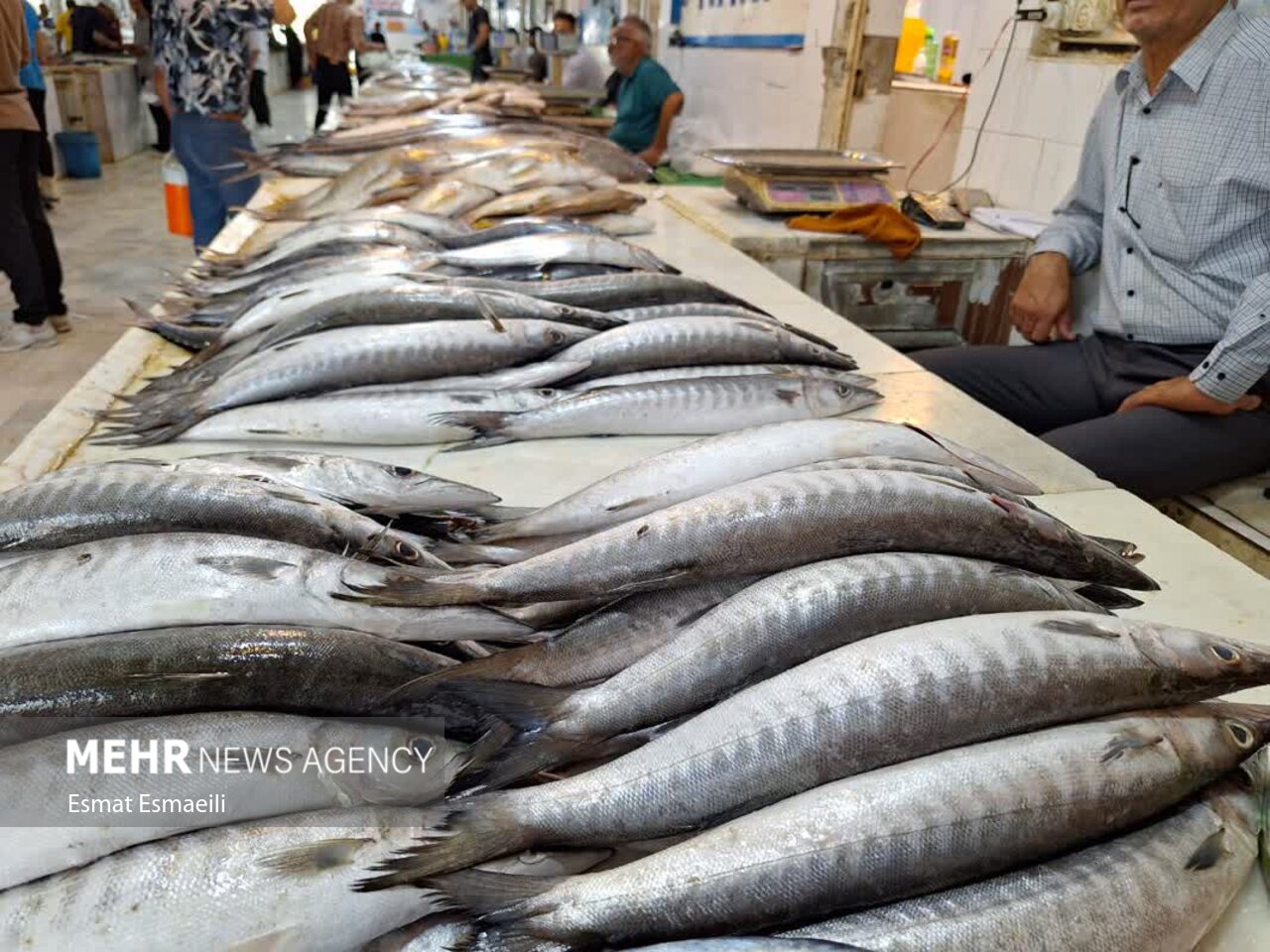 بازار ماهی فروشان گناوه جاذبهای برای گردشگران