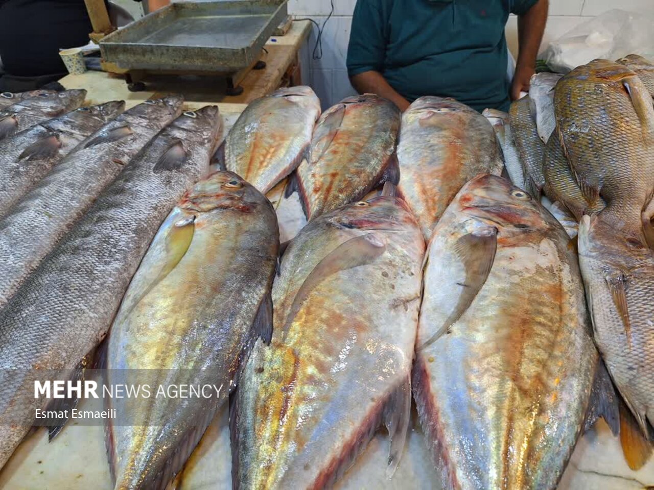 بازار ماهی فروشان گناوه جاذبهای برای گردشگران