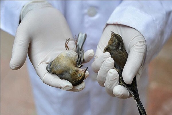 از مرگ «پرویز» در ارم تا ممنوع شدن ایجاد باغ وحش