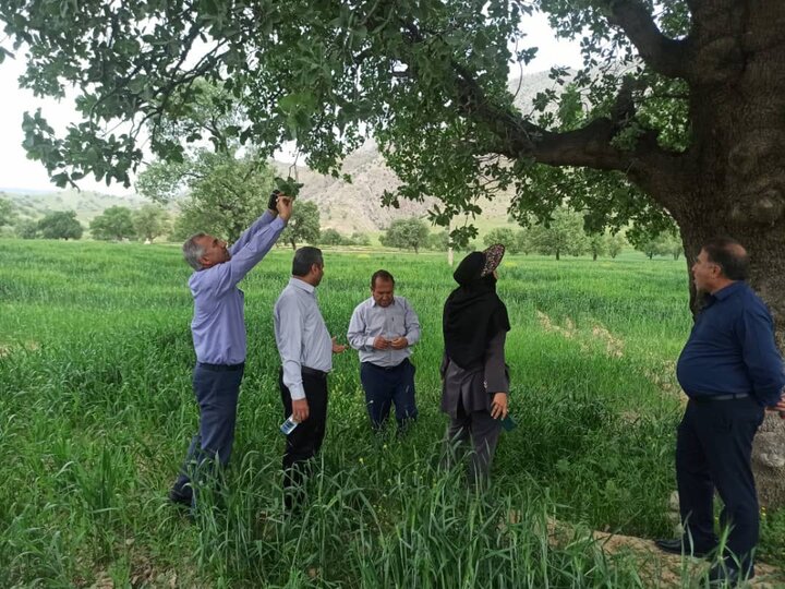 کاهش ۹۰ درصدی آفت پروانه برگ خوار بلوط در جنگل های باشت