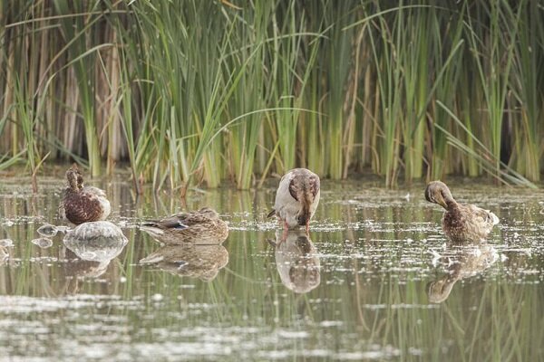 تالاب گندمان زیستگاهی امن با تنوع کمنظیر پرندگان آبزی +فیلم