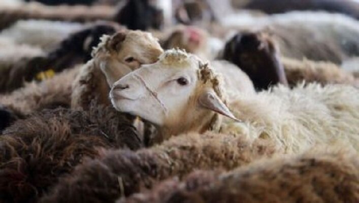 جزئیاتی از تورم خدمات کشاورزی و دامداری؛ افزایش 20 درصدی نرخ دام زنده