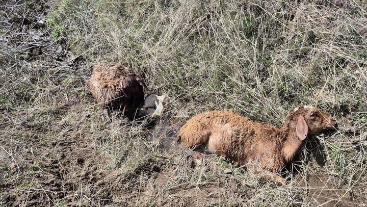 خسارت سنگین سیلاب و طوفان به دامهای روستای قرهدره شهرستان هریس