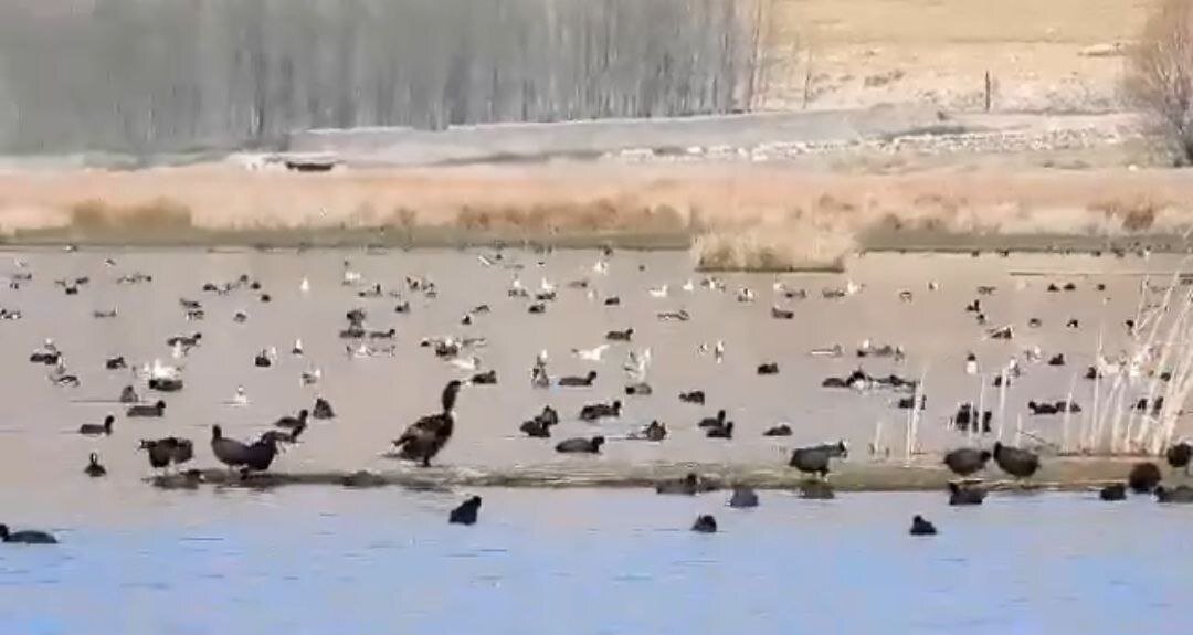 رامسر،تالاب،كشور،تالابي