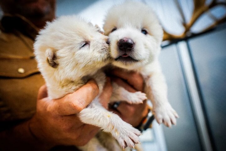 گرگ منقرضشده سریال بازی تاج و تخت احیا شد