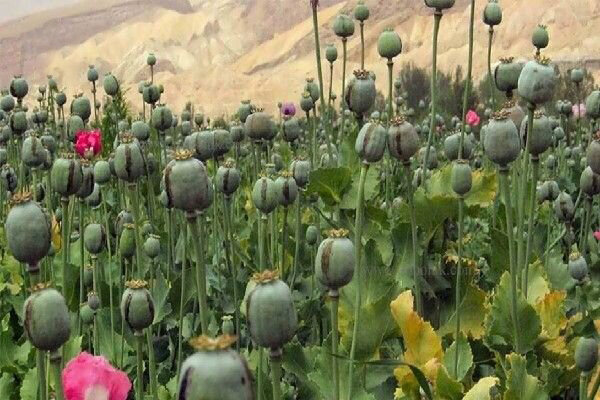 پیدا و پنهان کشت خشخاش برای تولید داروهای حیاتی پیدا و پنهان کشت خشخاش برای تولید داروهای حیاتی