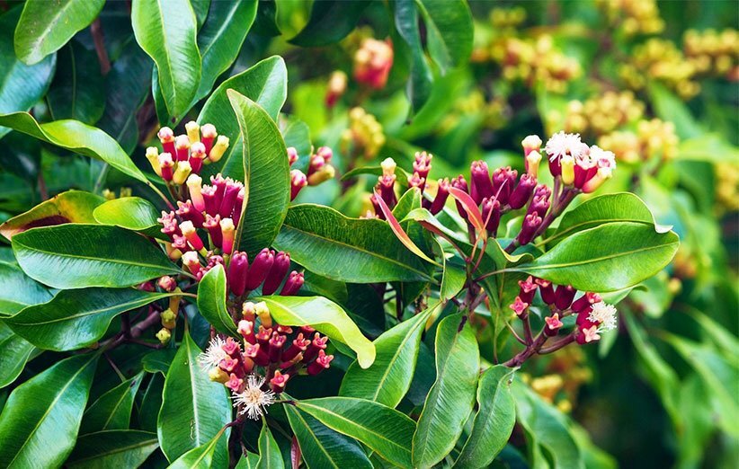 سوپراستار گیاهان دارویی با خواص معجزهآسا