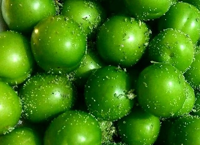 طعم شیرین گوجه سبز در باغات گیلان؛ برداشت نوبرانه ها آغاز شد