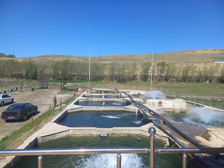 مزرعه ۳۵ تنی ماهیان سردآبی روستای «حکیم قشلاقی» به چرخه تولید بازگشت